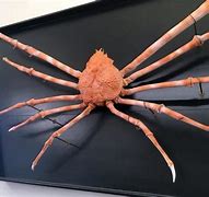 Image result for Japanese Spider Crab Silence Libera
