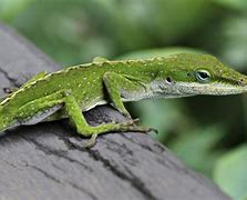 Image result for Green Alone Lizard