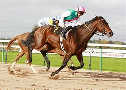 Image result for Horse Racing