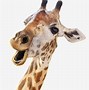 Image result for Cutest Wild Animals