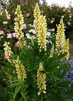 Image result for Lupinus Gallery Yellow