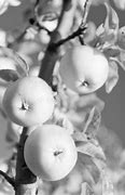 Image result for Healthy Fruits Apple