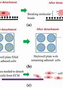 Image result for Cell Attachment Assay