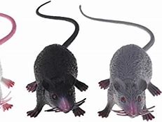 Image result for Fake Rats That Look Real