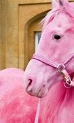 Image result for Grullo Horse Color