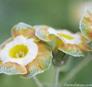 Résultat d’images pour Primula auricula Lord Saye and Sele