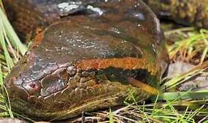 Image result for Big Green Anaconda Amazon