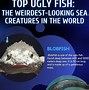 Image result for Ugly Freshwater Fish