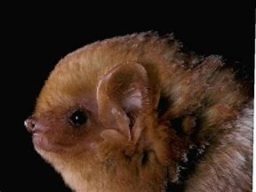 Image result for National Wildlife Federation Bat Figure