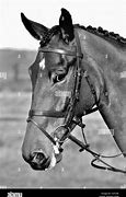 Image result for Thoroughbred Horse Head