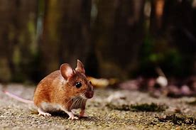 Image result for Brown Mice with White Bellies