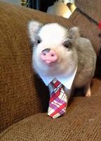 Image result for Animal in Tie Meme