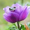 Image result for Purple N Green Tree Frog