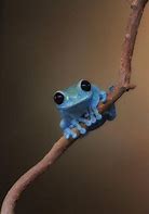 Image result for Cute Blue Frog