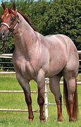 Image result for Red Roan American Quarter Horse