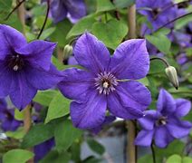 Image result for Clematis Semu