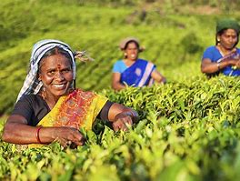 Image result for Indian Tamils of Sri Lanka
