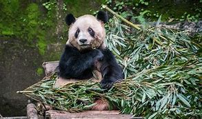 Image result for Chongqing Zoo Door