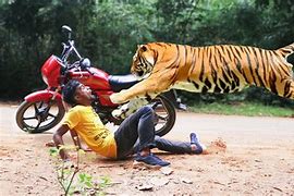 Image result for Man Attacked by Tiger in Michoacan