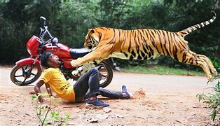 Image result for Real Tiger Attacks