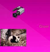 Image result for Giant Panda Face