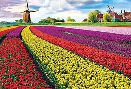 Image result for High Resolution Tulip Fields Netherlands