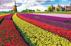 Image result for Netherlands Spring Flowers