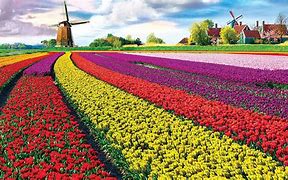 Image result for Areal Netherlands Flowers