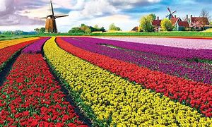 Image result for Netherlands Tulip Fields