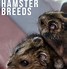 Image result for Dwarf Hamster Breeds