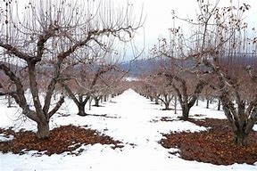 Image result for Snow Apple Orchard