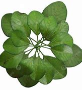 Image result for Plant