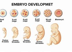 Image result for Biology Form 3 Growth and Development
