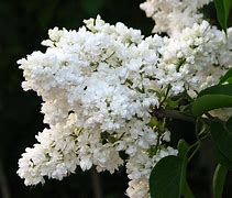 Image result for Syringa vulgaris Mme Lemoine