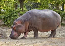 Hippopotamuses 的图像结果