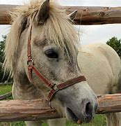 Image result for Horse Head Silhouette Outline