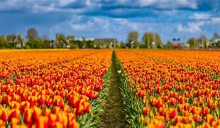 Image result for Lisse Tulip Fields