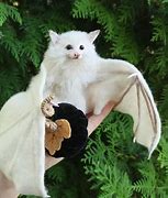 Image result for Typee of Bats Albino