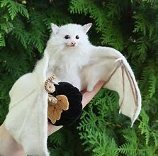 Image result for Cute White Bat Albino