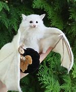 Image result for Albino Bat Monster