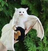 Image result for Albino Bat