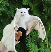 Image result for Albino Bat Images