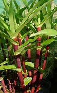Image result for Roscoea purpurea Cinnamon Stick