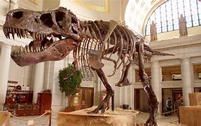 Image result for Actual Dinosaur Bones