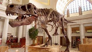 Image result for Biggest Dinosaur Skeleton Ever Found