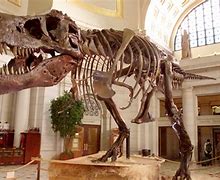 Image result for Largest Dinosaur Fossil Ever Found