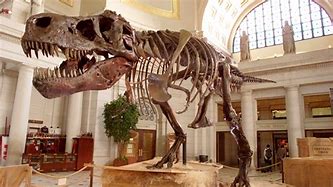 Image result for Biggest Dinosaur Bones