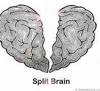 Image result for Split Brain Cartoon