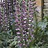 Image result for Acanthus hungaricus