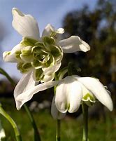 Image result for Galanthus nivalis Flore Pleno